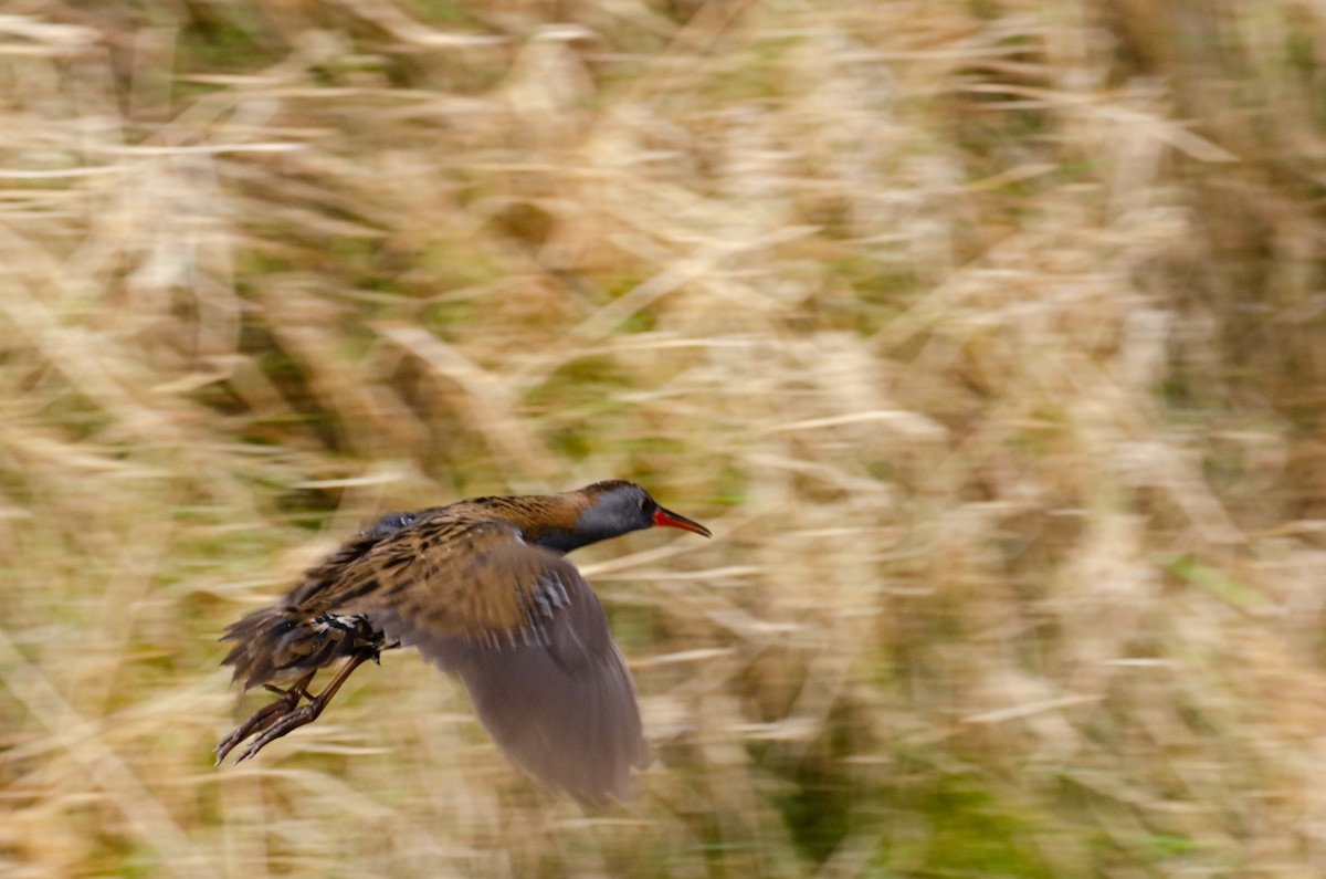 Water Rail - ML218404241