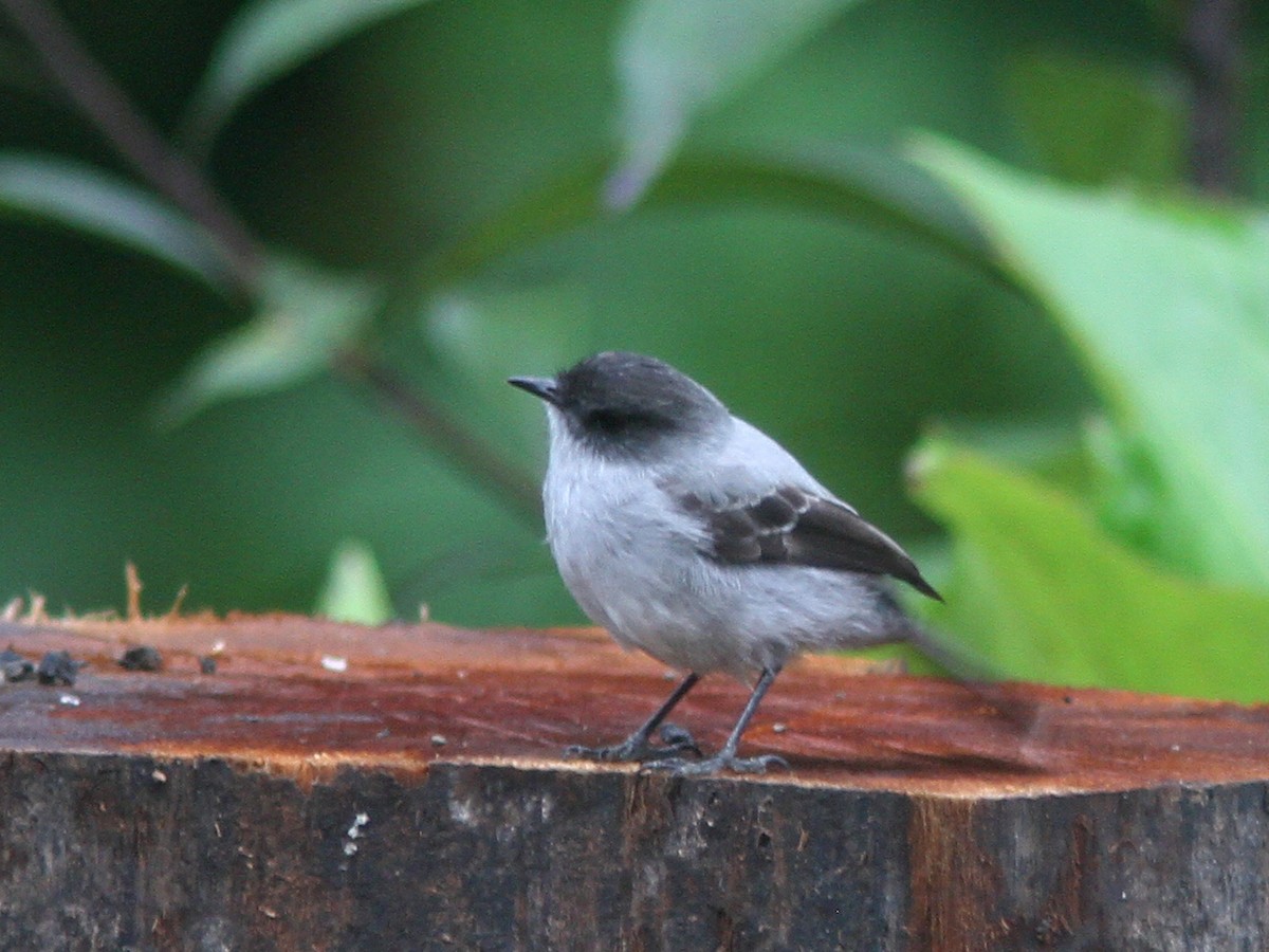 Torrent Tyrannulet - ML21840471