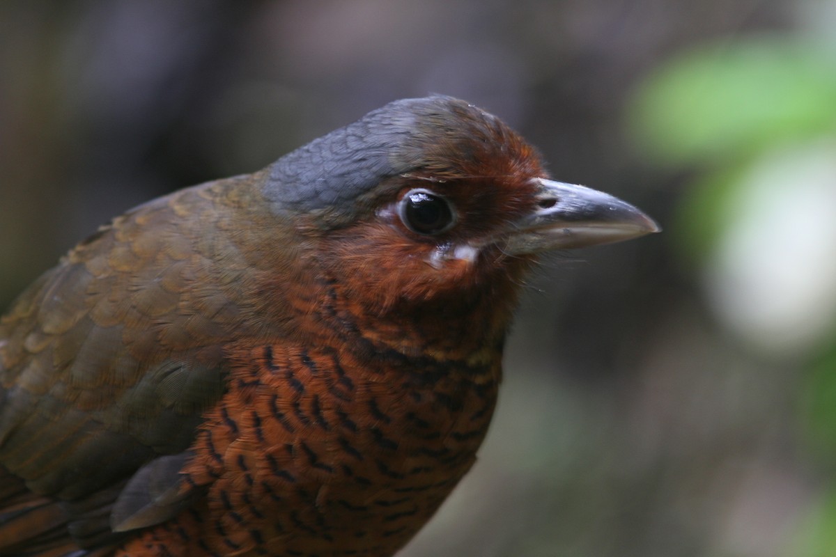 Giant Antpitta - ML21840491