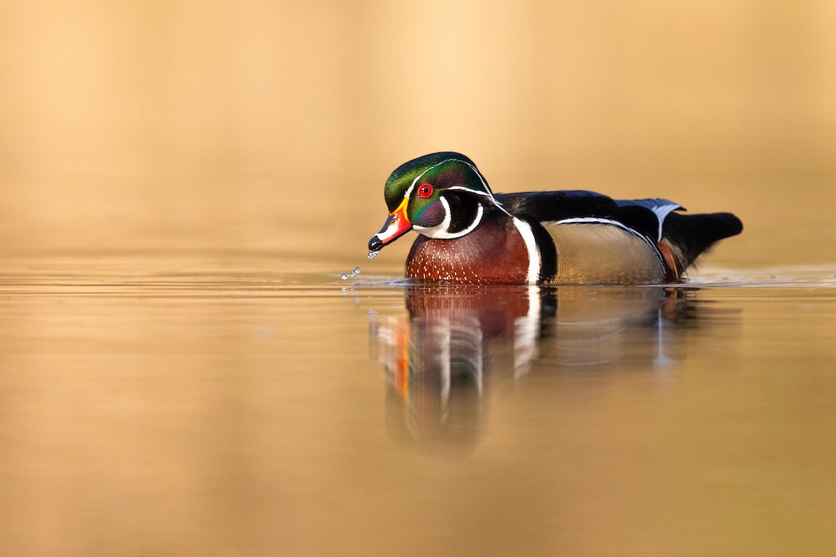 Wood Duck - ML218407521