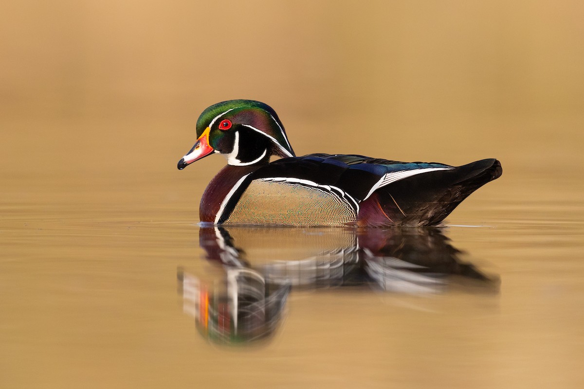 Wood Duck - ML218407571