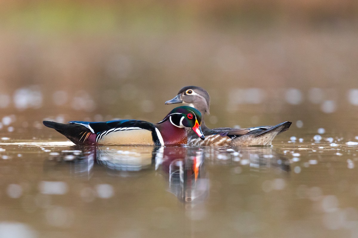 Wood Duck - ML218407581