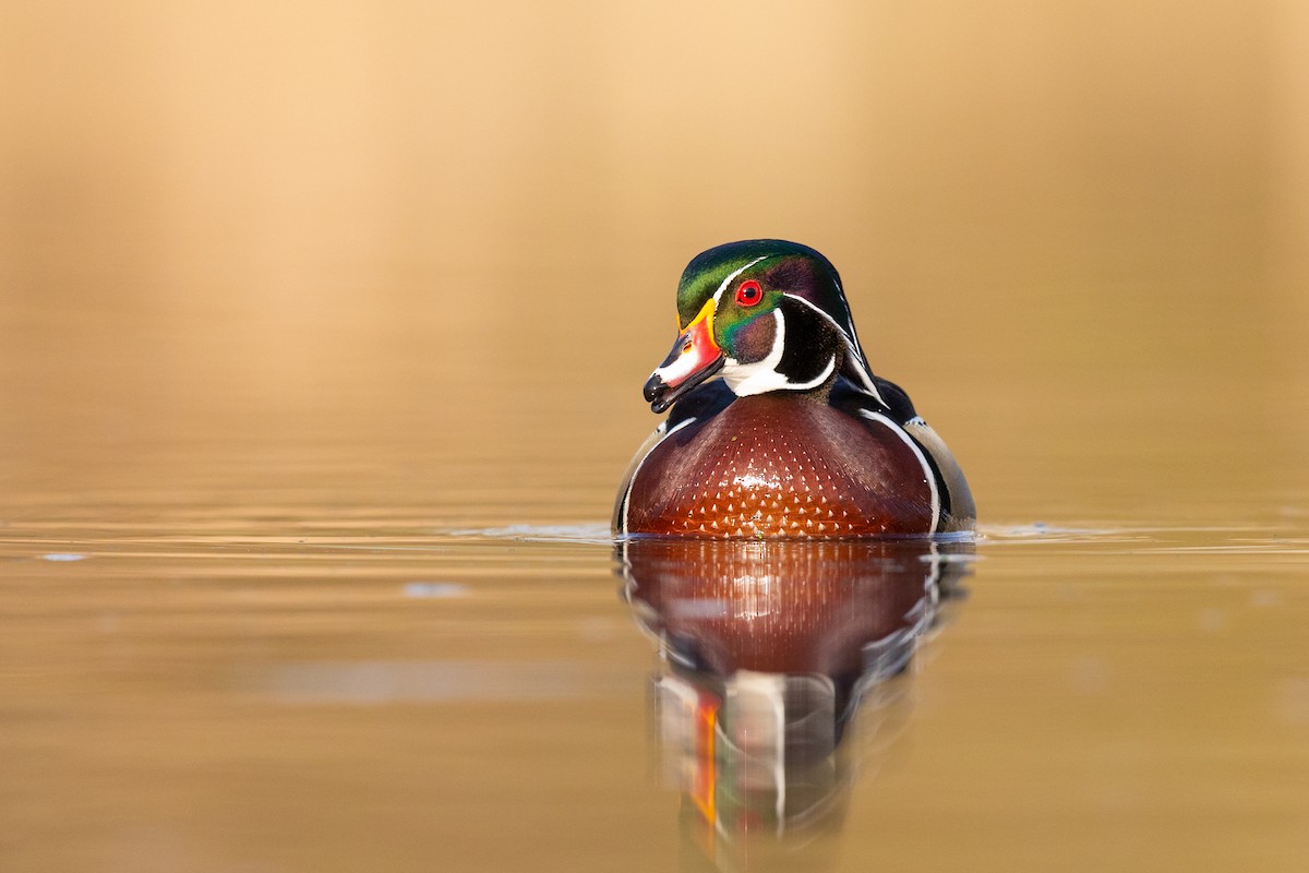 Wood Duck - ML218407591