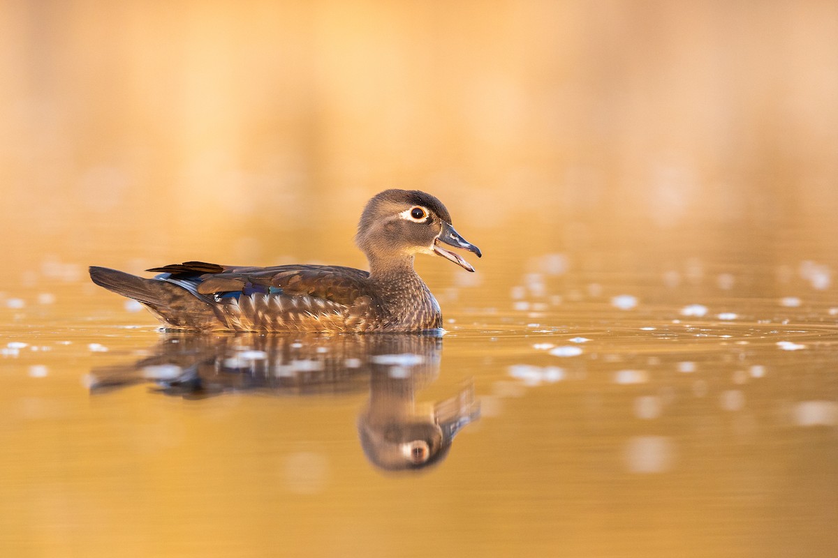 Wood Duck - ML218407621