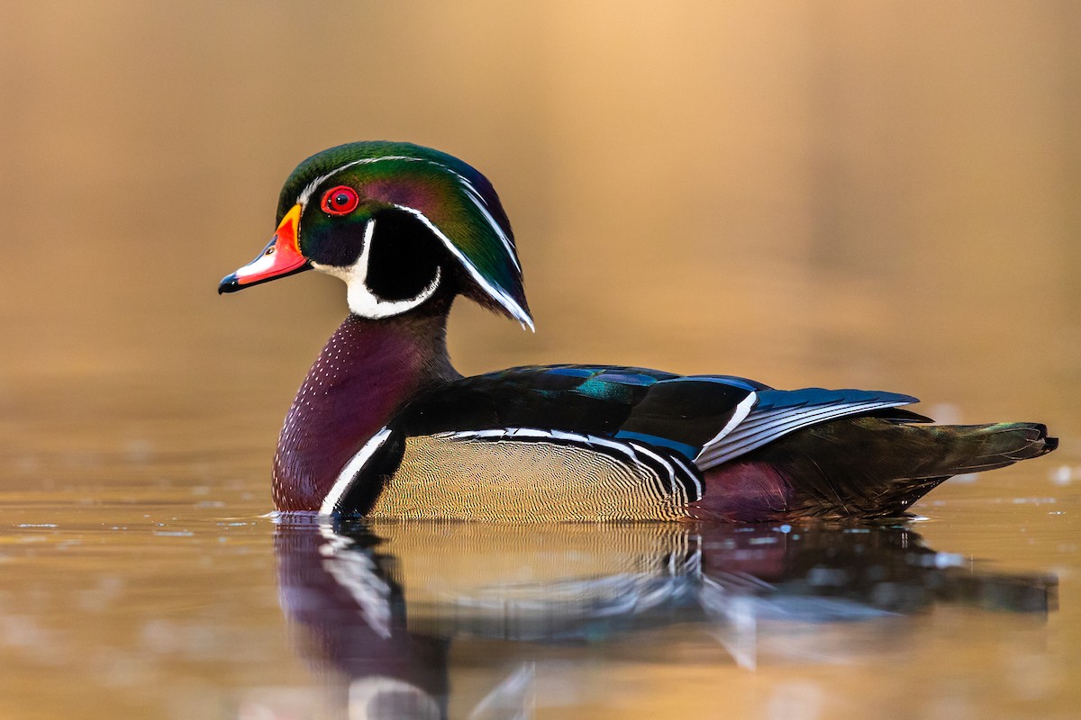 Wood Duck - ML218407641