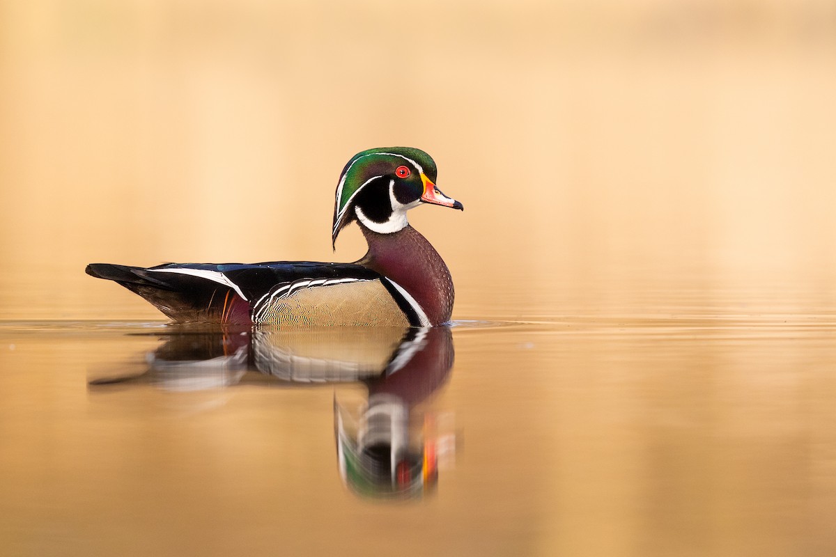 Wood Duck - ML218407651