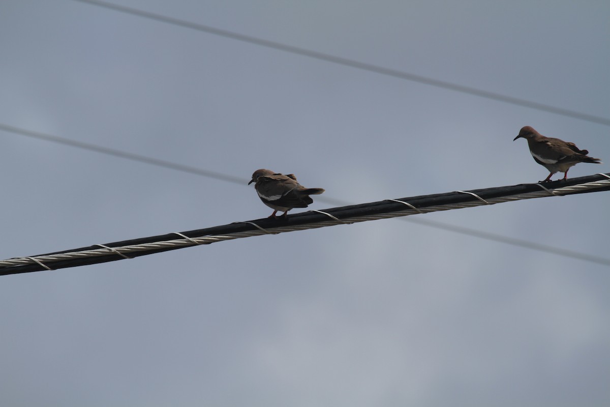 White-winged Dove - ML218408581