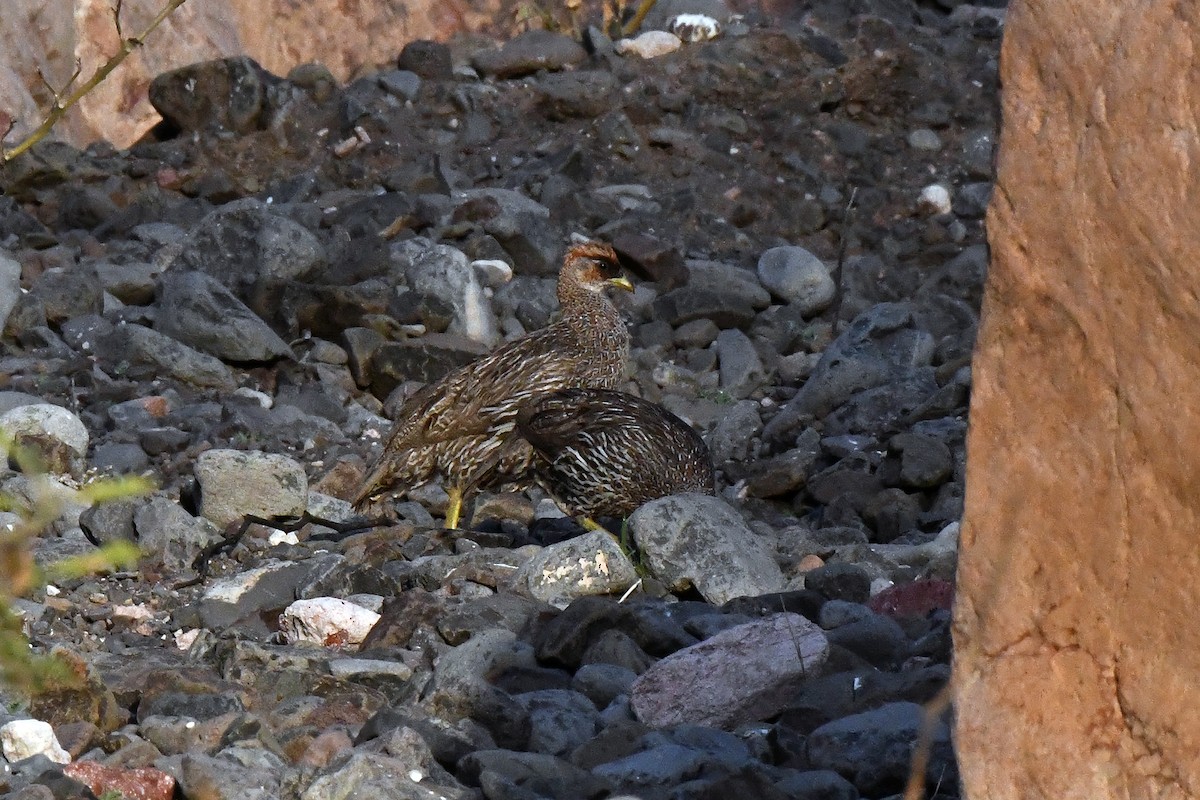 Djibouti Spurfowl - ML218408841