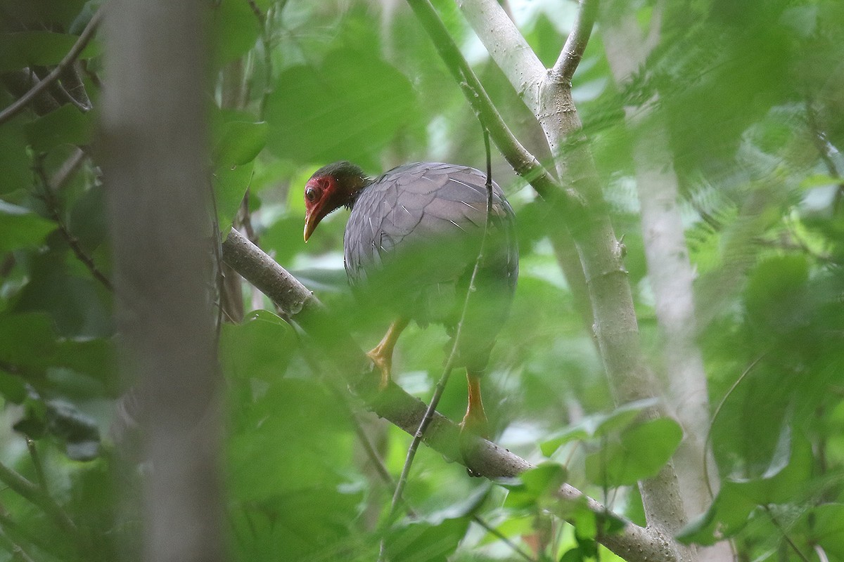 Vanuatu Megapode - ML218409941