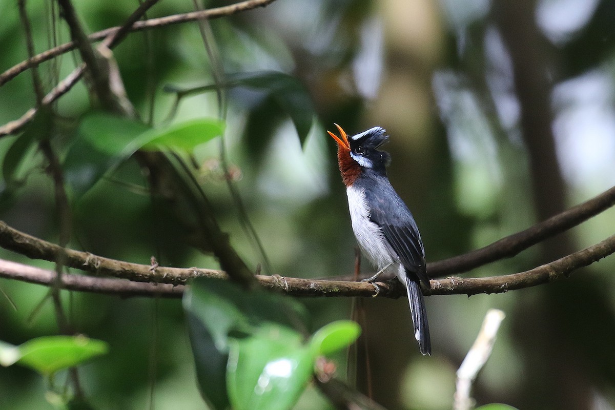 Chestnut-throated Flycatcher - Fabrice Schmitt