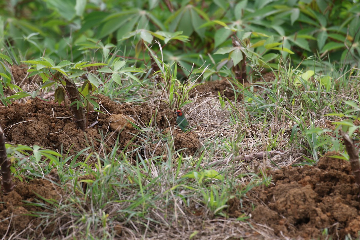 Fiji Parrotfinch - ML218410101