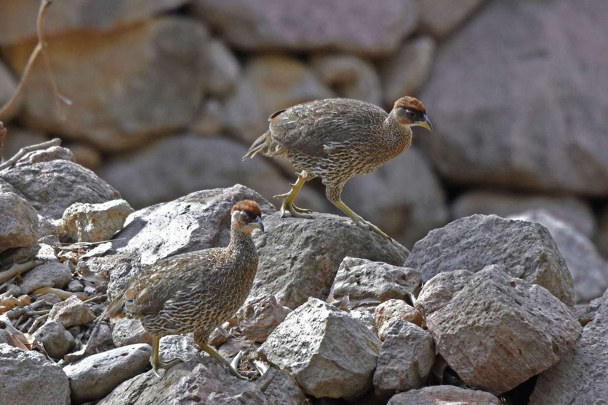 Djibouti Spurfowl - ML218410471