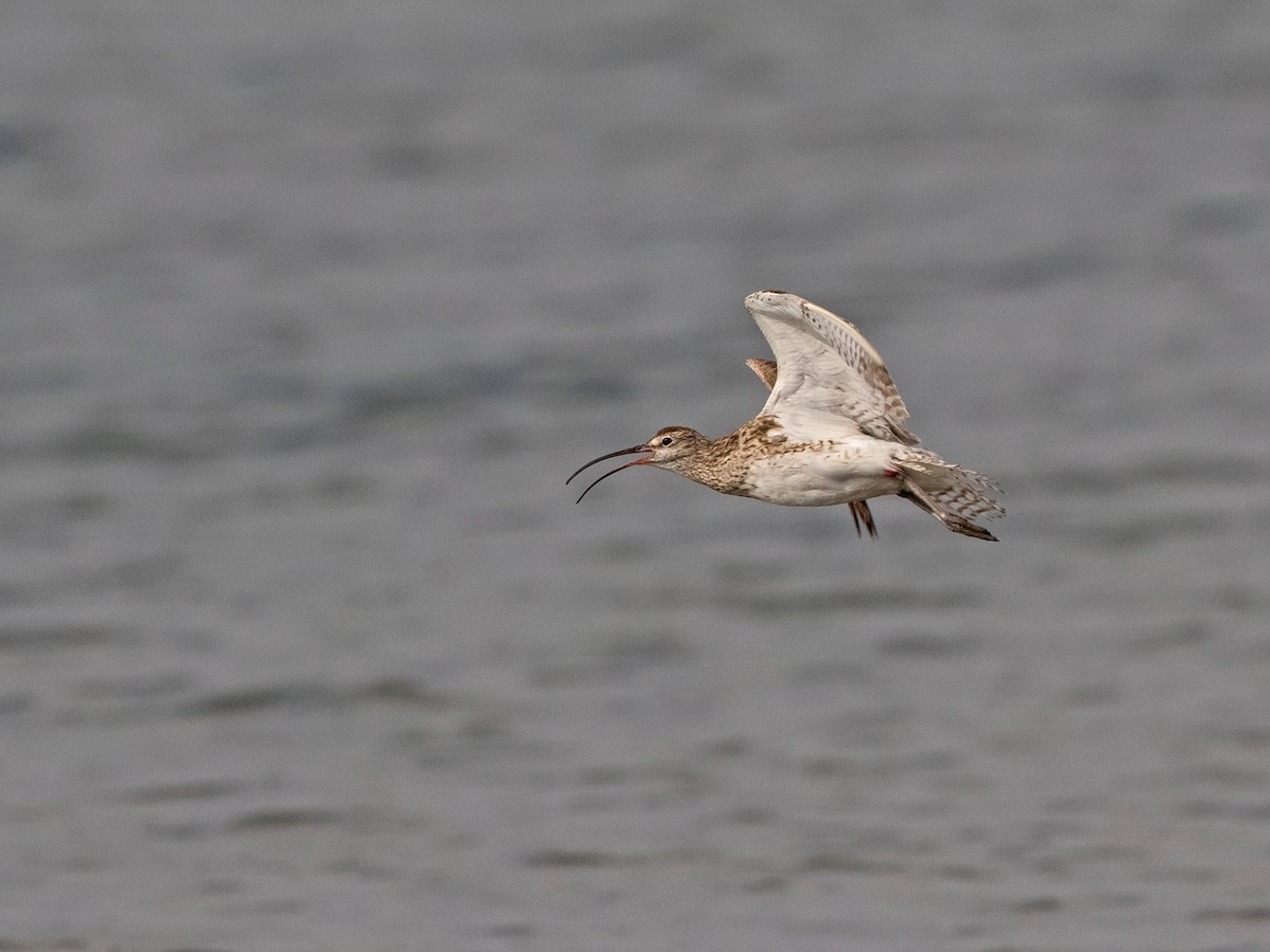 Whimbrel (Steppe) - ML218411291