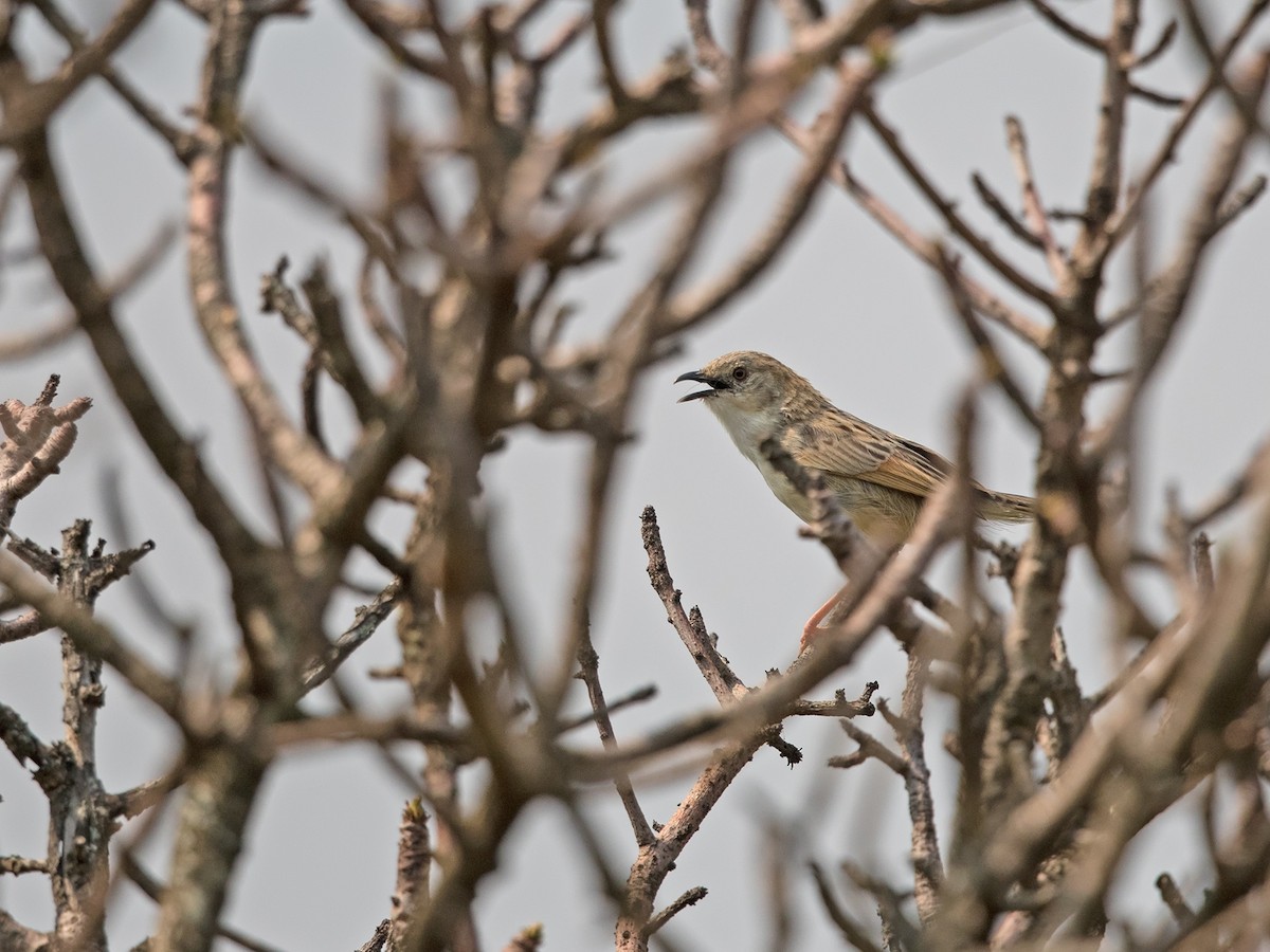 Croaking Cisticola - ML218411731