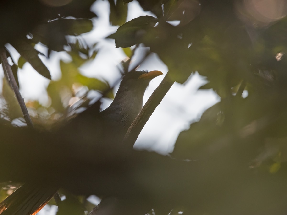 Green Malkoha - Niall D Perrins