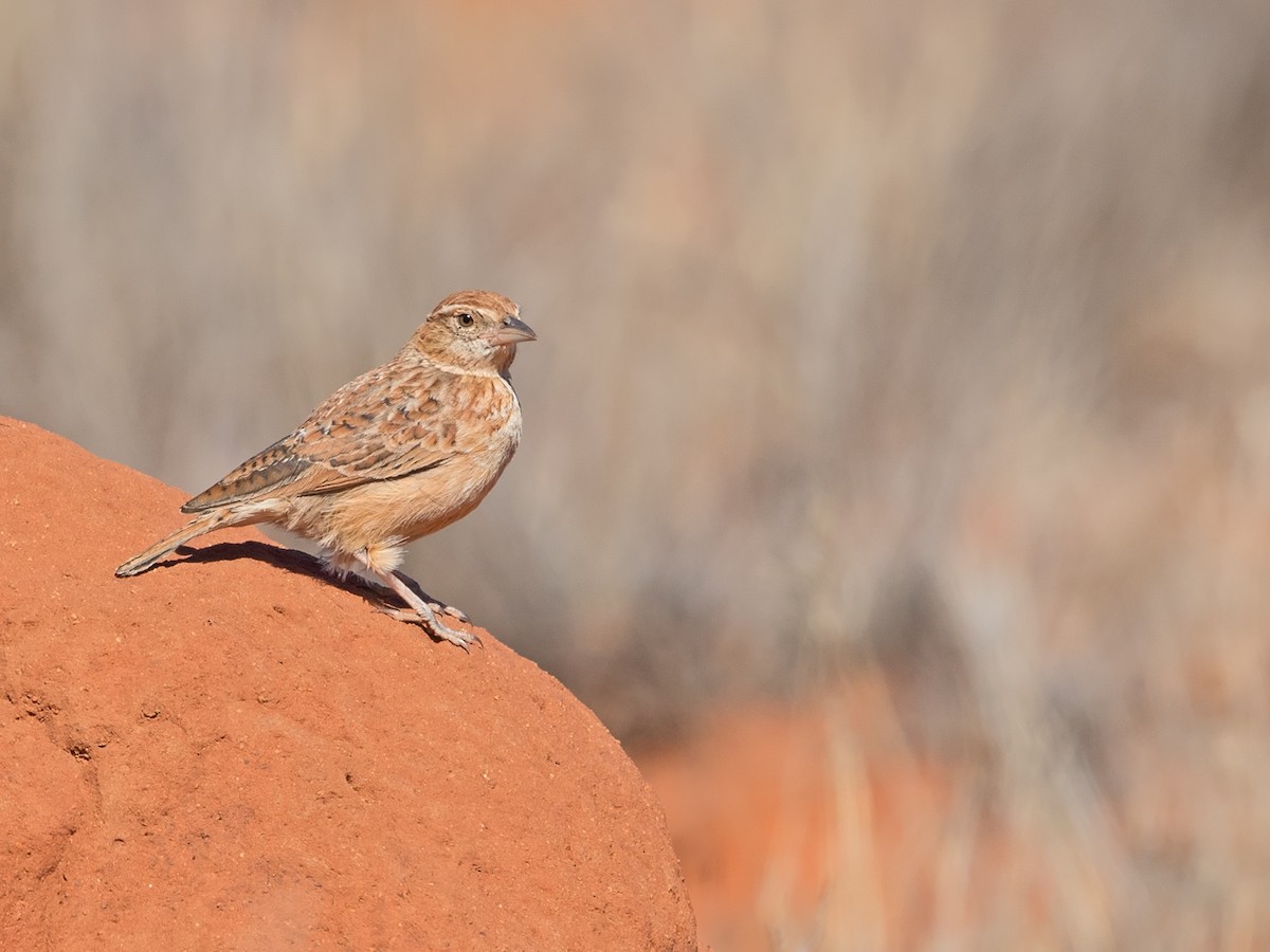 Eastern Clapper Lark - ML218412811