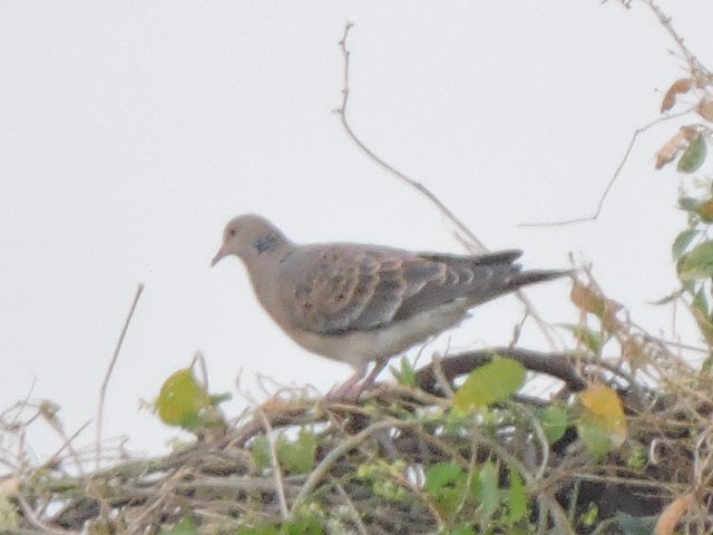 Oriental Turtle-Dove - ML218413051