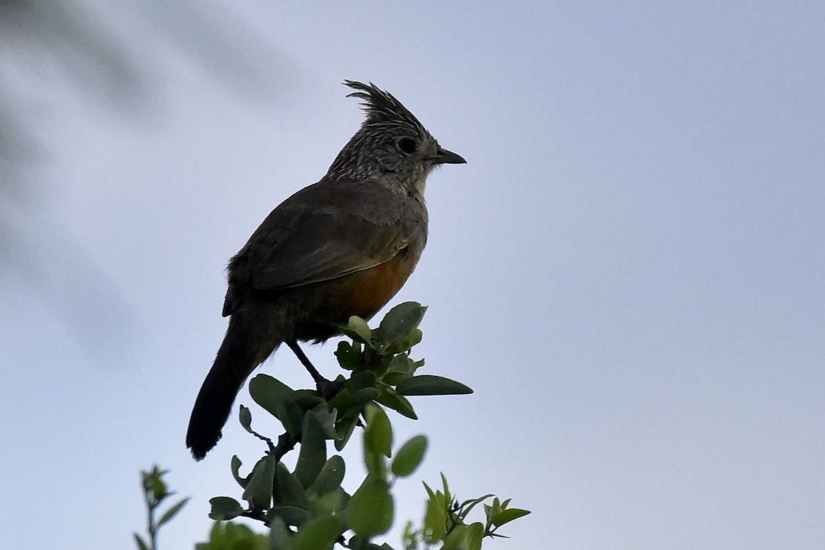 Gallito Copetón - ML218414261