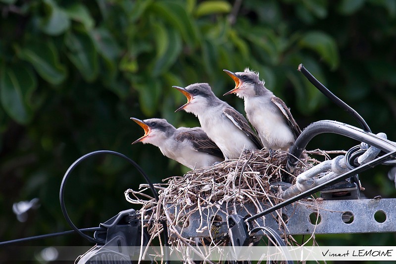 Gray Kingbird - ML218416381