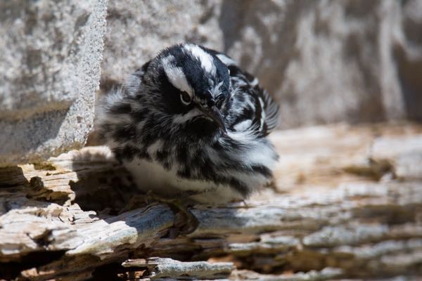 Black-and-white Warbler - ML218417201