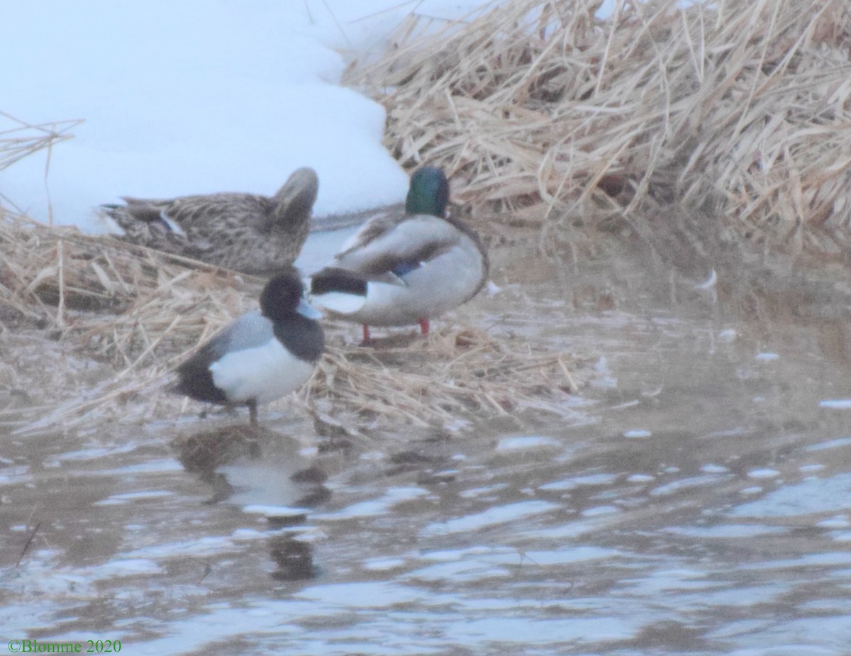 Lesser Scaup - ML218417401