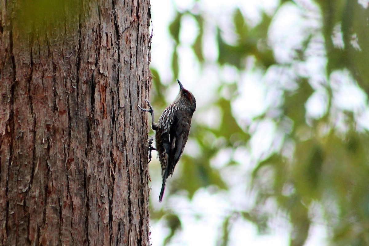 Red-browed Treecreeper - ML218419141