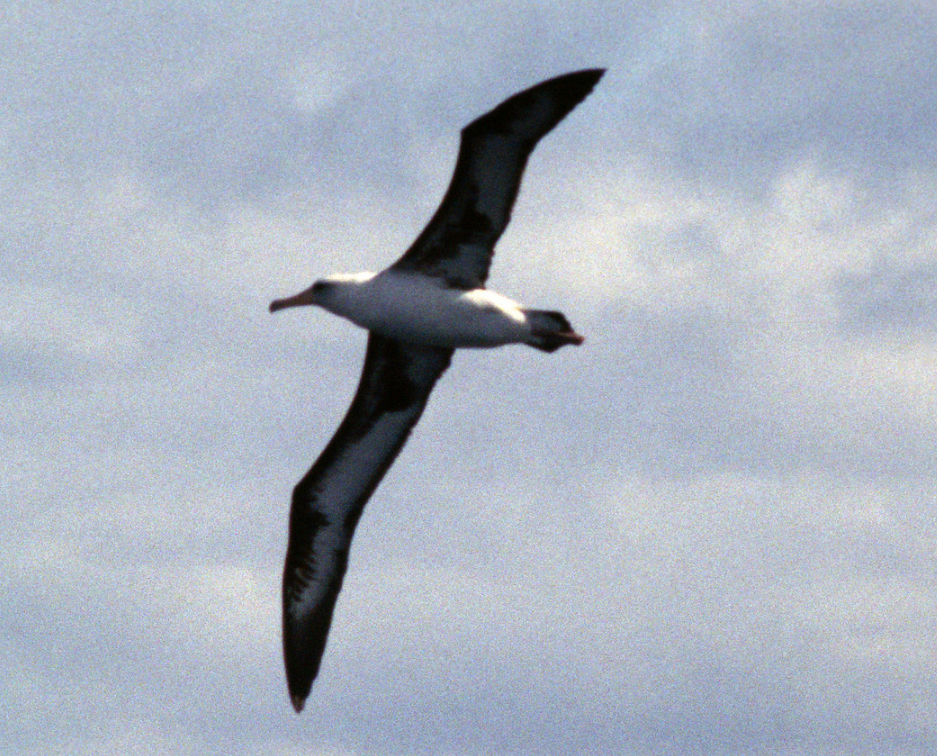 albatros laysanský - ML218419531