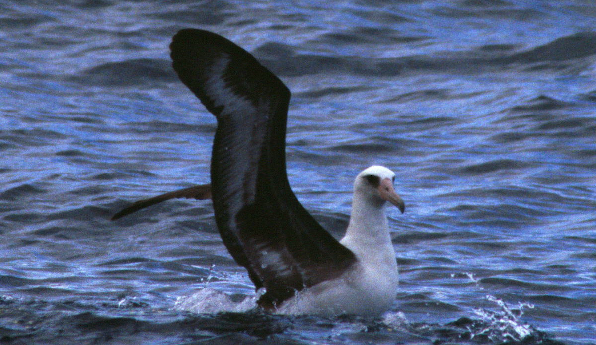 albatros laysanský - ML218419541