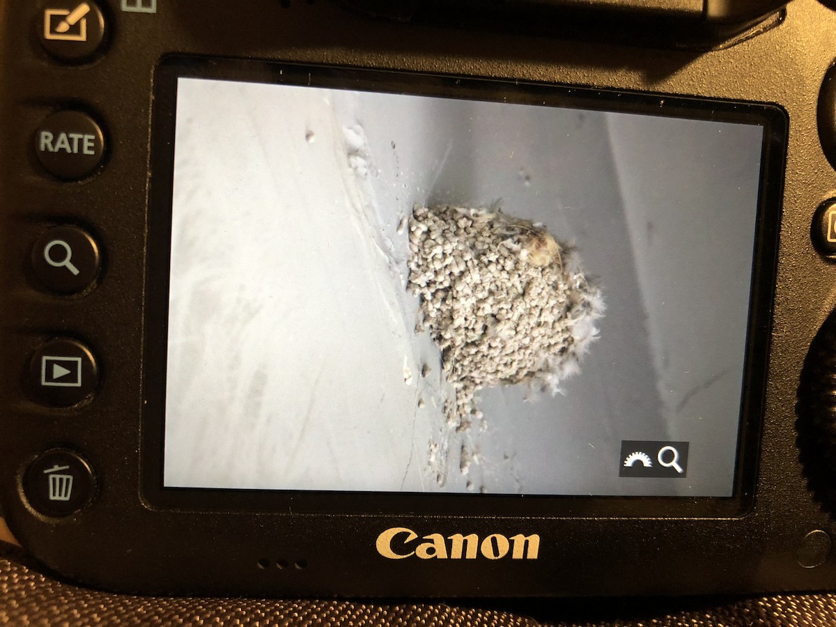 Pale Crag-Martin - ML218419741