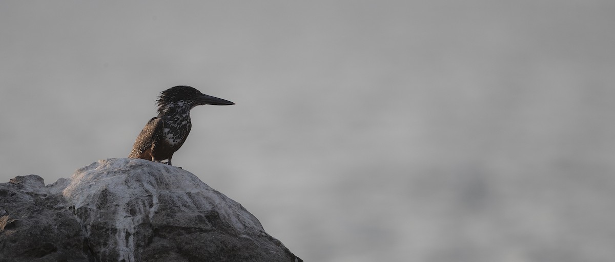 Giant Kingfisher - ML218419751