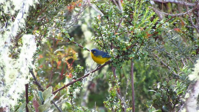 Lacrimose Mountain Tanager - ML218420211