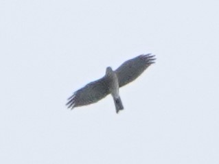 Japanese Sparrowhawk - Raghav Narayanswamy