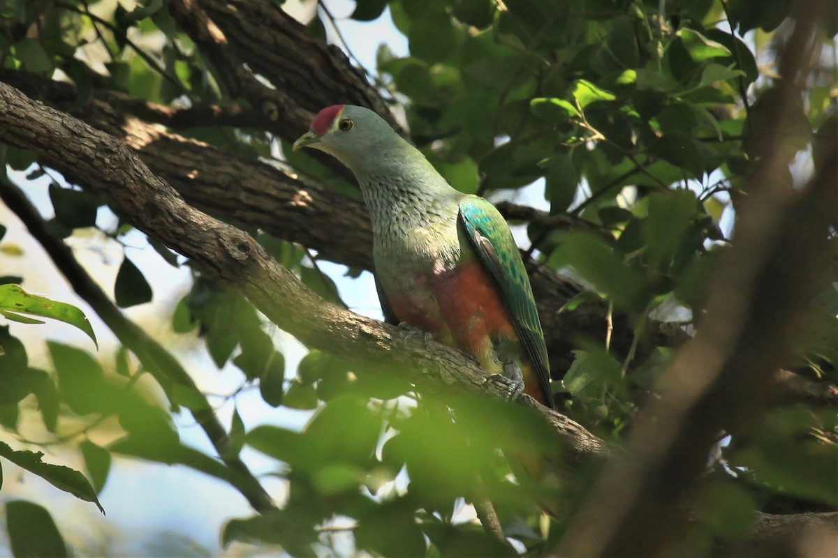 Rose-crowned Fruit-Dove - ML218420541