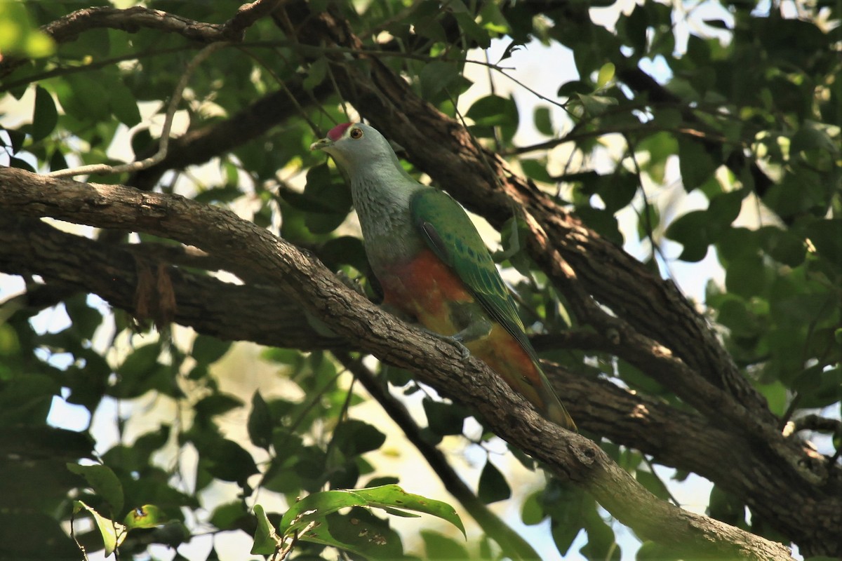 Rose-crowned Fruit-Dove - ML218420561