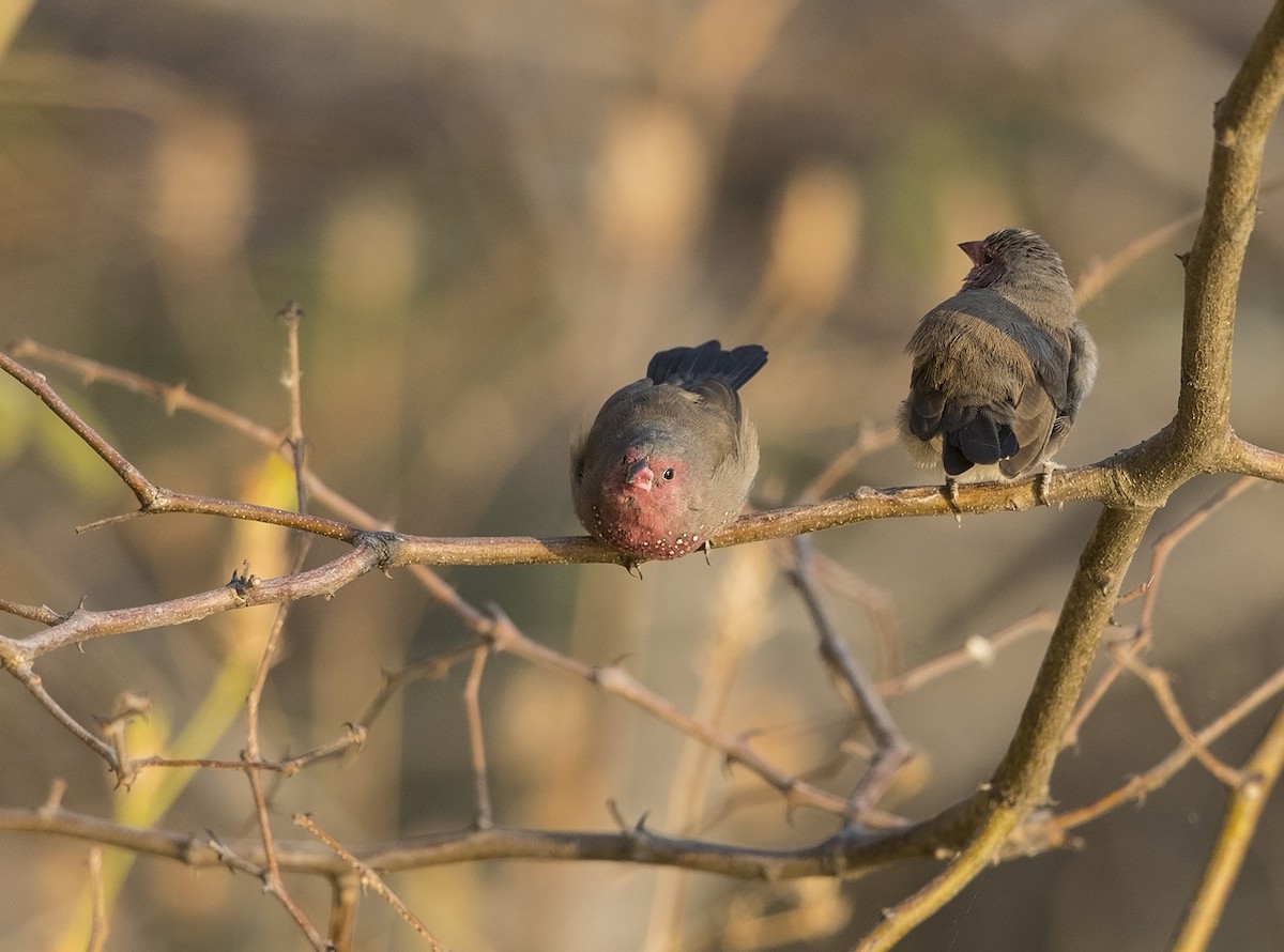 Brown Firefinch - Niall D Perrins