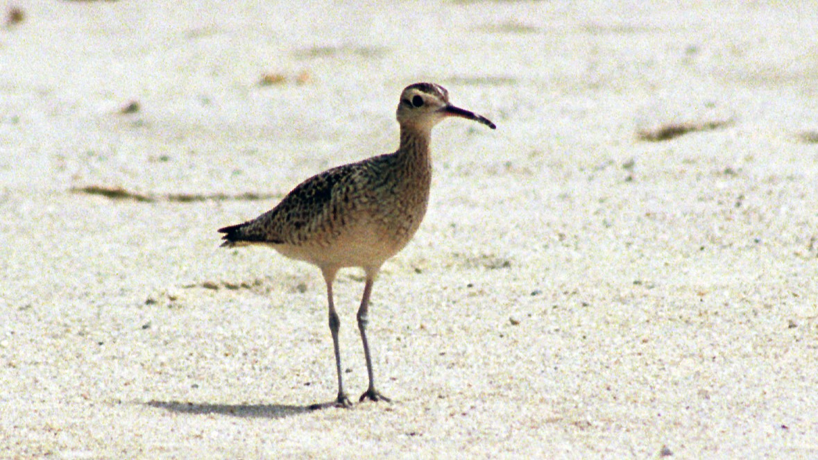 Little Curlew - ML218420911