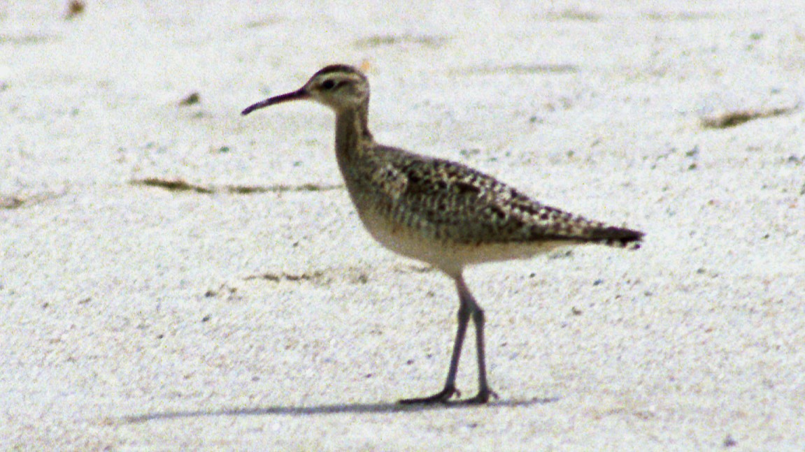Little Curlew - ML218420931