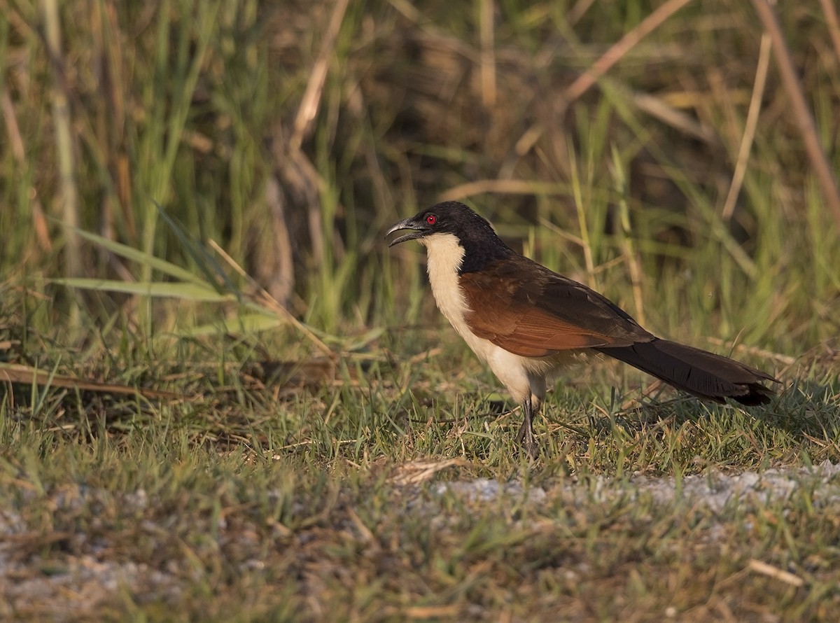 Coppery-tailed Coucal - ML218422141