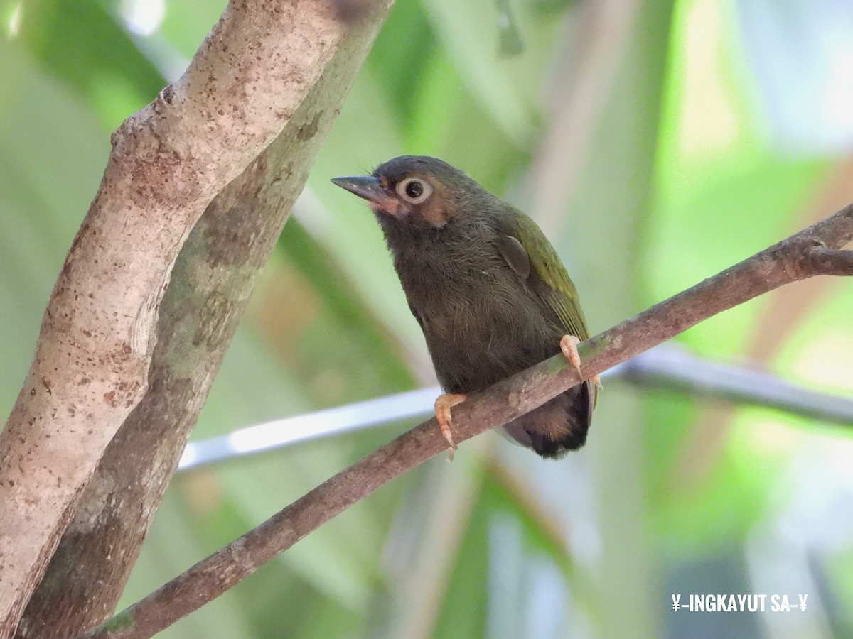 Rufous Piculet - ML218424831