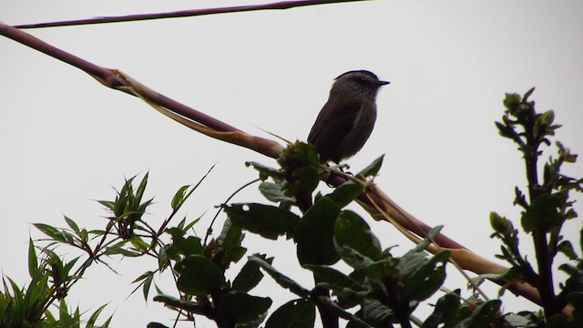 Unstreaked Tit-Tyrant - ML218425601