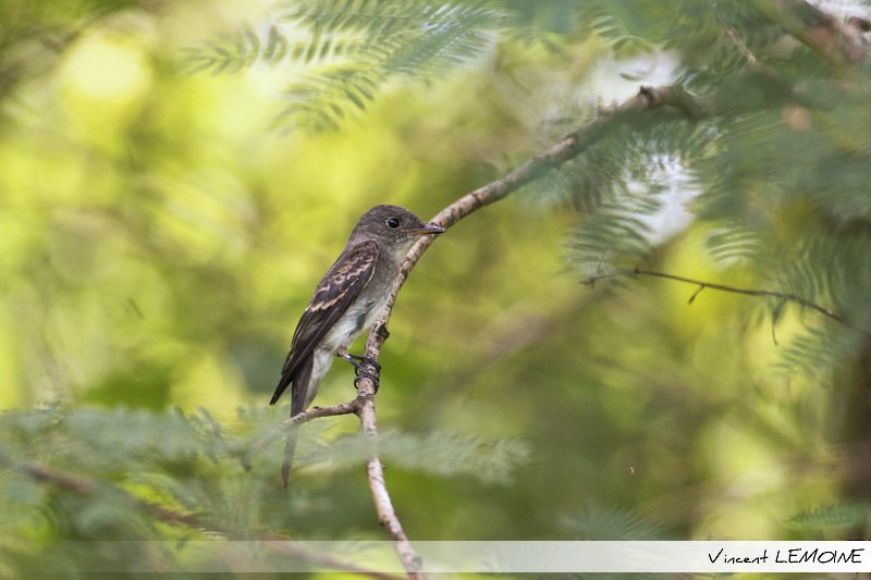 Eastern Wood-Pewee - ML218425851