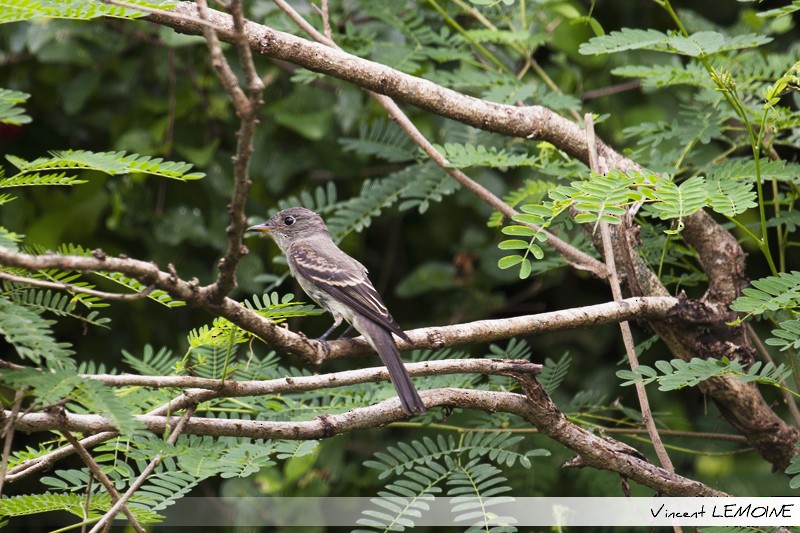 Eastern Wood-Pewee - ML218425891