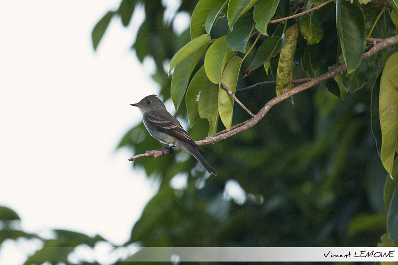 Eastern Wood-Pewee - ML218426191