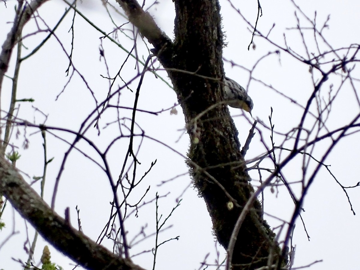 Yellow-throated Warbler - ML218426801