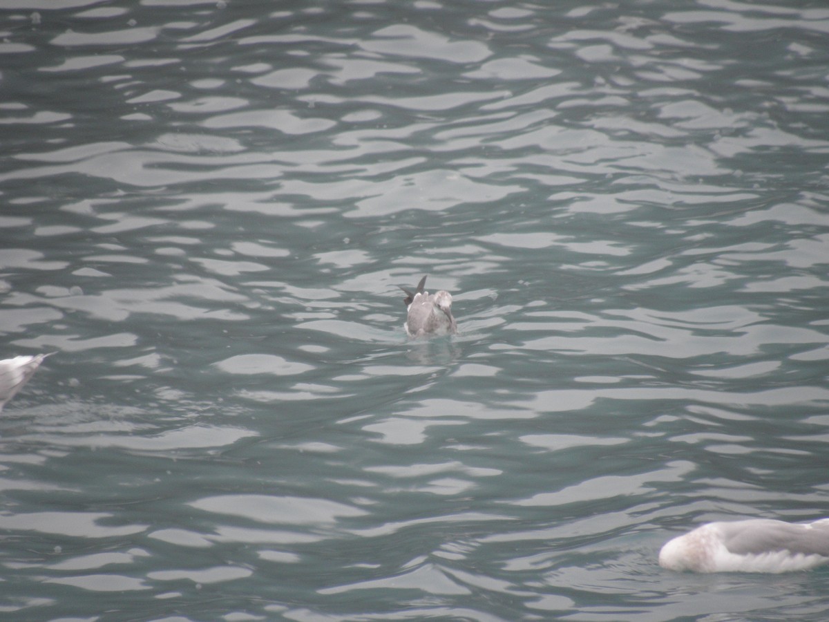 Laughing Gull - ML21842861