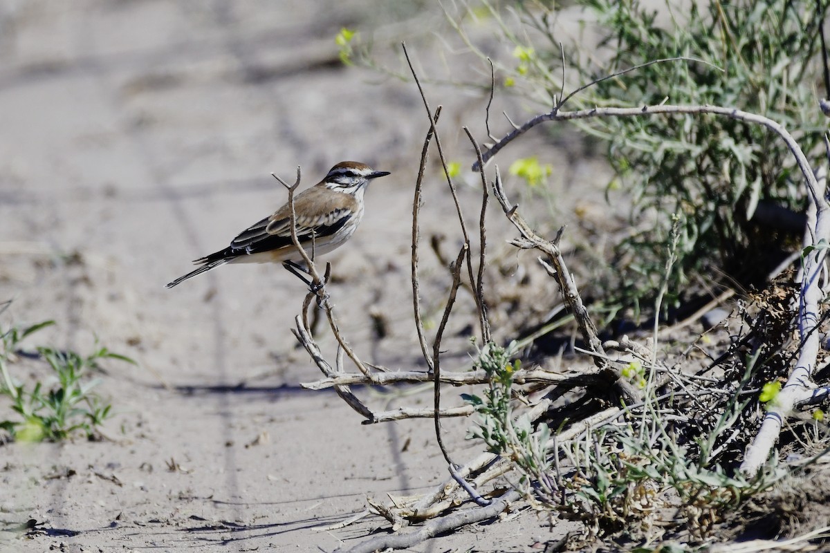 Rusty-backed Monjita - Miguel Ansenuza