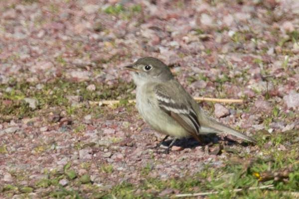 Alder Flycatcher - Detcheverry Joël