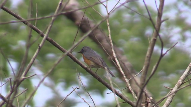 鏽胸藍姬鶲 - ML218433161