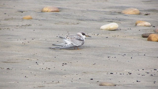 Peruvian Tern - ML218433321