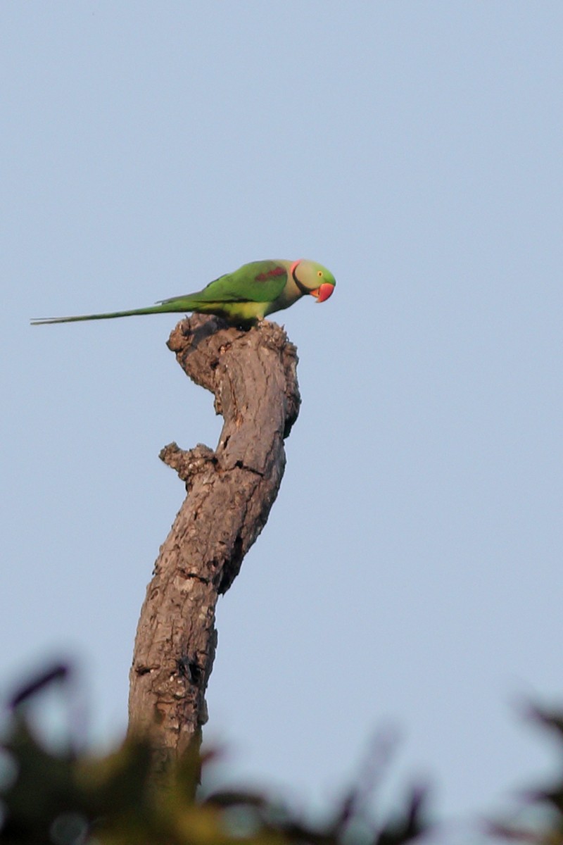 Alexandrine Parakeet - Dibyendu Ash